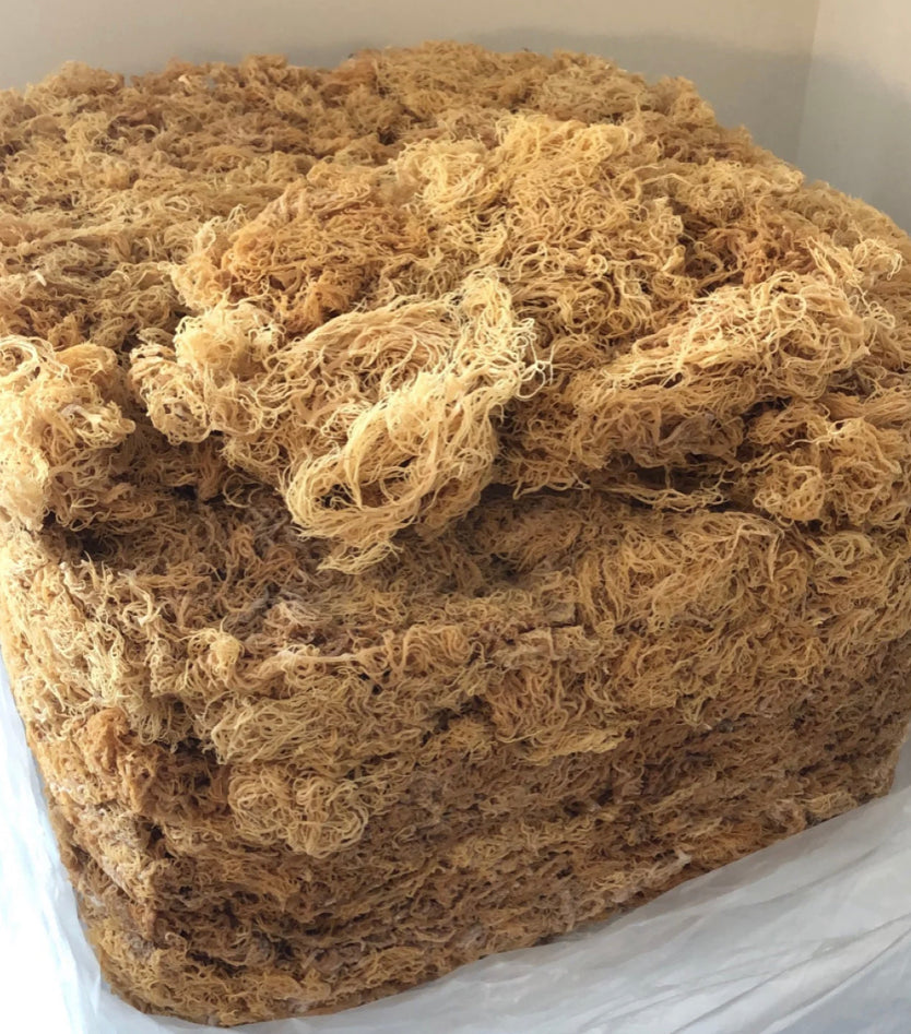 Raw St. Lucia Gold Sea Moss – Wildcrafted & Nutrient-Rich