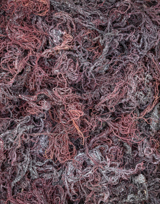 Raw St. Lucia Purple Sea Moss – Antioxidant-Rich Superfood