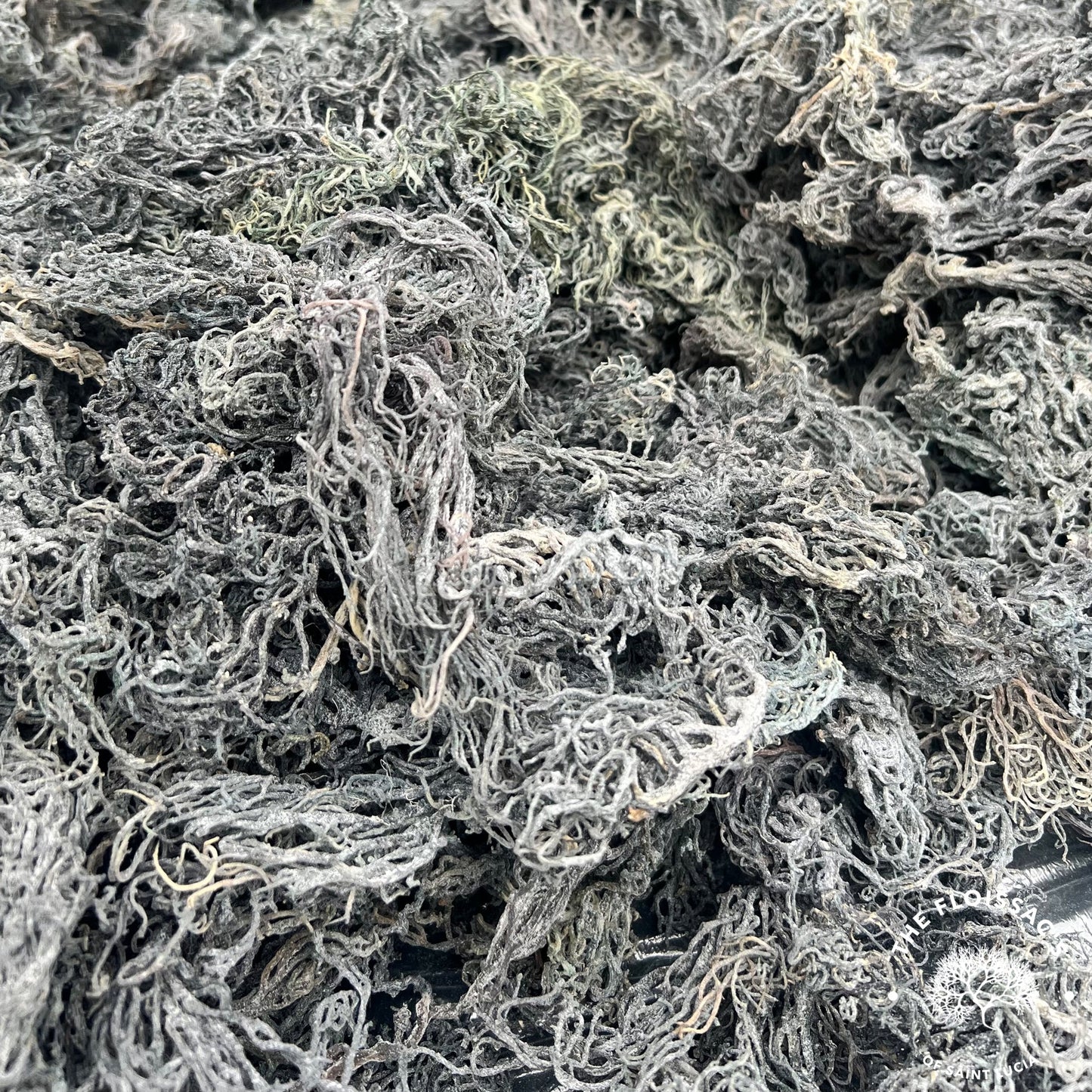 Raw St. Lucia Green Sea Moss – Chlorophyll-Boosted Vitality